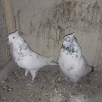 کبوتر|پرنده|چهاردانگه (تهران), |دیوار