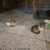 واگذاری بچه گربه