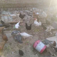 مرغ و خروس جوجه