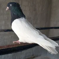 کبوتر|پرنده|اهواز, دغاغله|دیوار