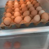 تخم مرغ محلی
