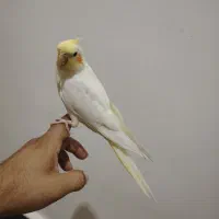 معاوضه عروس هلندی