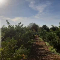 زمین مسکونی هزار متری|فروش زمین و ملک کلنگی|طبقده, |دیوار