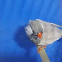 فنچ لپ سفید|پرنده|رشت, چله خانه|دیوار