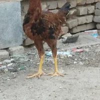 جوجه لاری ۵ماهه