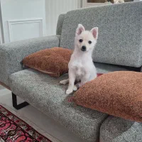 توله سگ اشپیز