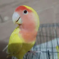 طوطی برزیلی