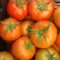 گوجه فرنگی تناژ|عمده‌فروشی|تهران, خانی‌آباد|دیوار