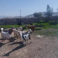 ۱۸عدد بز ابستن و زایده فروشی