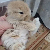 بچه خرگوش لوپ ومینیاتوری تربیت شده بایونجه رایگان