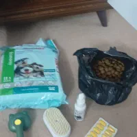 سگ پامر عروسکی|سگ|محلات, |دیوار