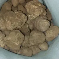 دونبل کوهی قرمز از گردو به بالا