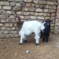 بزغاله نرو ماده|حیوانات مزرعه|کنگاور, |دیوار