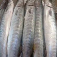 سلام ماهی فروش کنگانی|ماهی|بندر ماهشهر, |دیوار