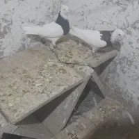 طوقی هفت رنگ وسیاه|پرنده|جوین, |دیوار