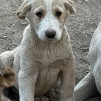 واگذاری سگ|سگ|مشهد, هنرستان|دیوار