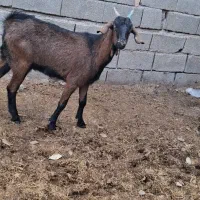 توشتیر شکاری