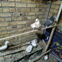 کاکلی|پرنده|خرمدره, |دیوار