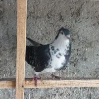 کبوتر دم گیر گلین