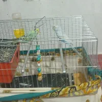 مرغ عشق  بامزه