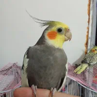 عروس هلندی نر و ماده با قفس