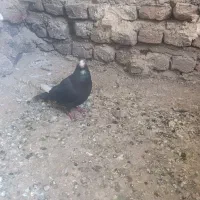 کفتر پلنگ گوک با سینه ای