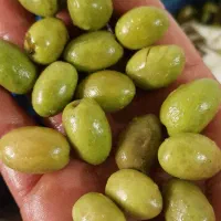 زیتون محلی|خوردنی و آشامیدنی|رشت, باهنر|دیوار