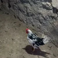 خروس گلین