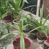 حراج گل سوسن گرمسیری|گل و گیاه طبیعی|اصفهان, قلعه طبره|دیوار