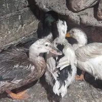 ۴ عدد اردک ۲تا ماده دوتا نر جوان