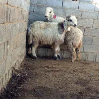 فروش 18میش بره دار