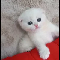 اسکاتیش و بریتیش