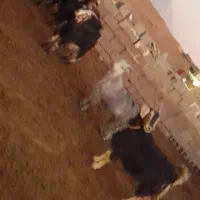 بز چپش کهره آبستنبرج ۱۰و۱۱|حیوانات مزرعه|درودزن, |دیوار