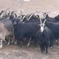 بزبومی درشت یک دست شیرا