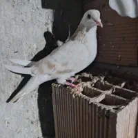 کبوتر رنگی و المانی
