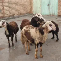 گوسفند افشار