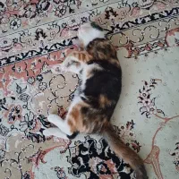 گمشده گمشده مژدگانی ۲۰میلیونی|گربه|بروجرد, |دیوار