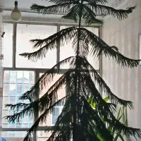 گل طبیعی مطبق ۴ متری