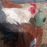 خروس گلپایگانی و گلین جوان