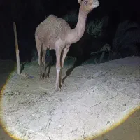 دوتا شتر نر