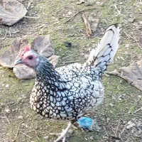 مرغ خروس سیبرایت (چینی)|حیوانات مزرعه|کوچصفهان, |دیوار