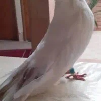 جفت درجه یک /کله پفکی نقابی/ با قفس ودان