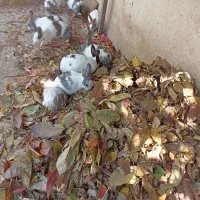 نه عدد خرگوش بالغ و خوکچه هندی|موش و خرگوش|دماوند, دماوند|دیوار