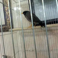 مینا سخنگو جوان