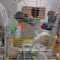 یک جفت عروس هلندی بادوتاجوجه 2ساله و2ماهه|پرنده|آستانه اشرفیه, |دیوار