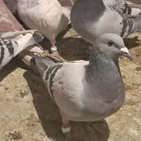 باسلام|پرنده|کرمان, |دیوار