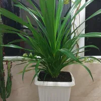 گل پاندانوس بزرگ و خیلی زیبا