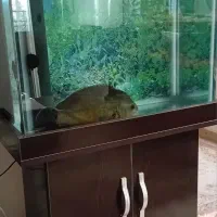 شیشه ۱۰ میل با پایه و کلیه لوازم