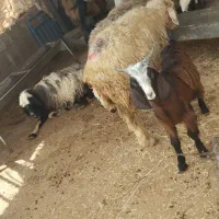 ده تا میش سر حال حامله دو تاشون هم زایید