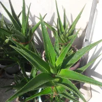 آلوئورا شاخ بری|گل و گیاه طبیعی|تهران, افسریه جنوبی|دیوار